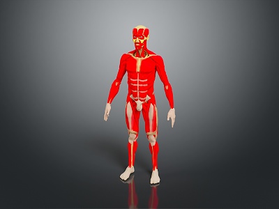 Muscle Human Muscle Human Muscle Human Muscle Tissue Human Organ 3d model