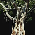 Natural Arbor With Lush Green Foliage And Thick Textured Trunk