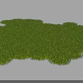 Fresh Green Grass Lawn with Natural Irregular Shape and Lush Vibrant Appearance