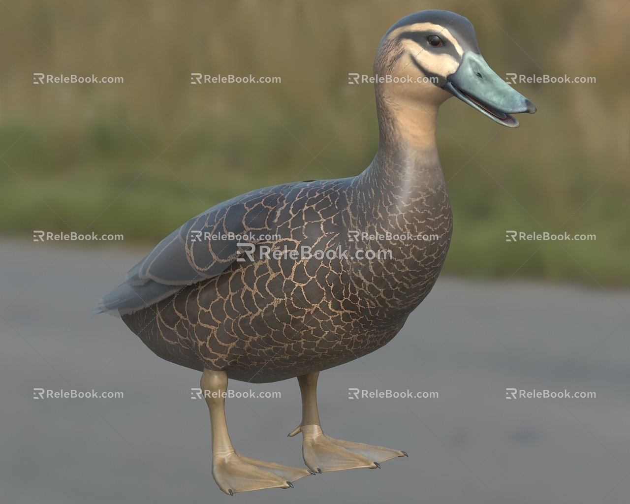 Pacific Black Duck Animals 3d model