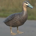 Pacific Black Duck Animals 3d model