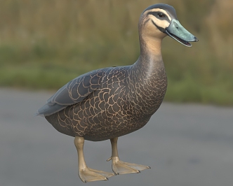 Pacific Black Duck Animals 3d model