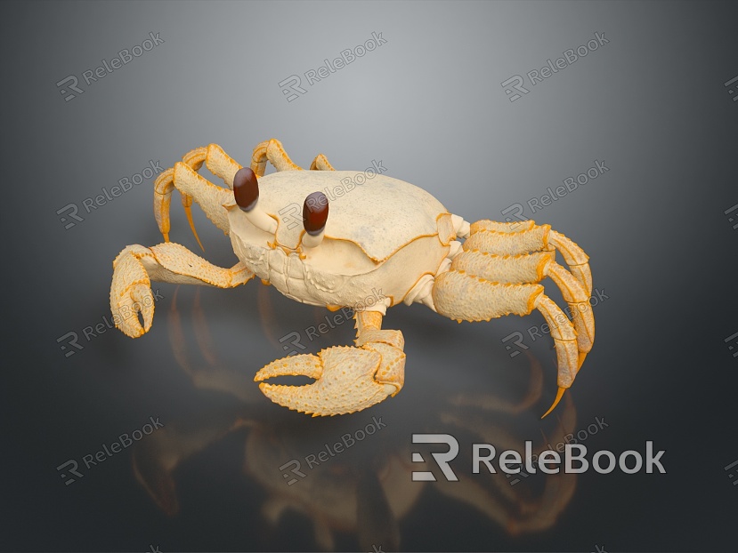 crab sea crab river crab hairy crab bread crab hermit crab big crab small crab marine animal fish model