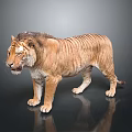 Brown Striped Tiger With Detailed Fur Standing On Dark Reflective Surface