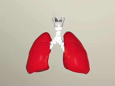 3D Anatomical Lungs Model With Red Lobes And White Bronchial Structure 3d model