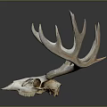 Medical Device Deer Skull Anatomical Model for Veterinary Education Teaching Tool 3d model