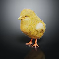 Adorable Yellow Baby Chick with Soft Feathers Standing on Black Surface with Reflection