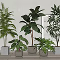 Bonsai Potted Plants With Various Greenery In White Grey Pots Light Walls Wooden Floors