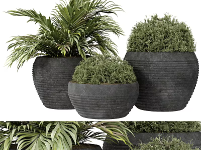 Bonsai Potted Plants With Textured Black Pots And Green Foliage For Indoor Decor 3d model
