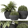 Bonsai Potted Plants With Textured Black Pots And Green Foliage For Indoor Decor
