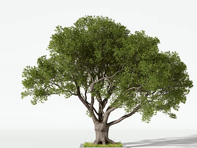 Lush Green Arbor with Thick Trunk and Dense Foliage on Grass Base 3d model
