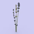 Lavender Plant With Purple Flowers And Green Stems On Light Background