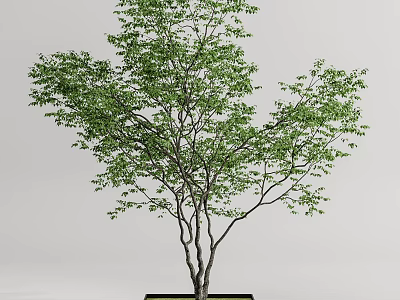 Potted Arbor Tree with Green Leaves and Elegant Branches in Black Planter 3d model