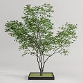 Potted Arbor Tree with Green Leaves and Elegant Branches in Black Planter