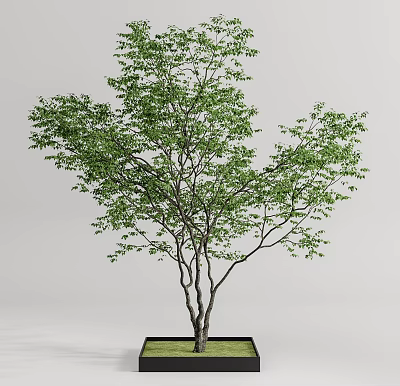 Potted Arbor Tree with Green Leaves and Elegant Branches in Black Planter 3d model