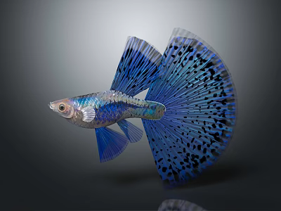 Blue Guppy Fish With Large Fan Tail And Black Spots Tropical Aquarium Pet 3d model