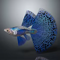 Blue Guppy Fish With Large Fan Tail And Black Spots Tropical Aquarium Pet