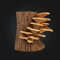 Natural Mushrooms Growing On Tree Stump With Brown Cap And Cluster 3d model