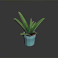 Green Aloe Plant with Green Leaves and White Spots in Blue Pot on Dark Background