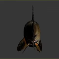 Brown And Orange Fish With Distinct Fins And Tail On Gray Background With Reflection