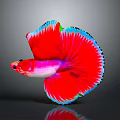Vibrant Red Halfmoon Betta Fish with Pink Body and Blue Edged Fins on Dark Background