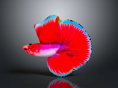 Vibrant Red Halfmoon Betta Fish with Pink Body and Blue Edged Fins on Dark Background 3d model