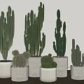 Bonsai Potted Cactus Plants With Various Sizes In White Ceramic Pots 3d model