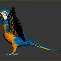 Blue and Orange Parrot with Spread Wings Vibrant Feathers on Grey Background