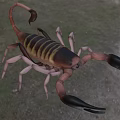 Scorpion Reptile With Brown And Yellow Striped Body Large Black Claws Curved Tail In Grassland