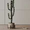 Cactus Bonsai Plant in Square Concrete Pot with Light Colored Wall and Wooden Floor