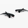 Two Black And White Orcas With Open Mouths Marine Animals Illustration