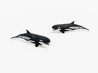 Two Black And White Orcas With Open Mouths Marine Animals Illustration 3d model