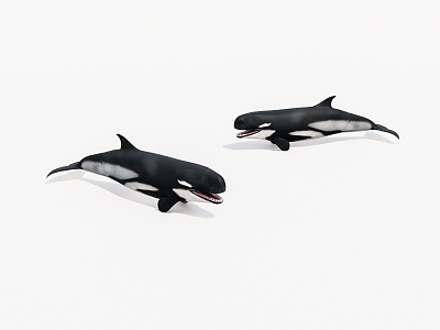 aquatic animal whale 3d model