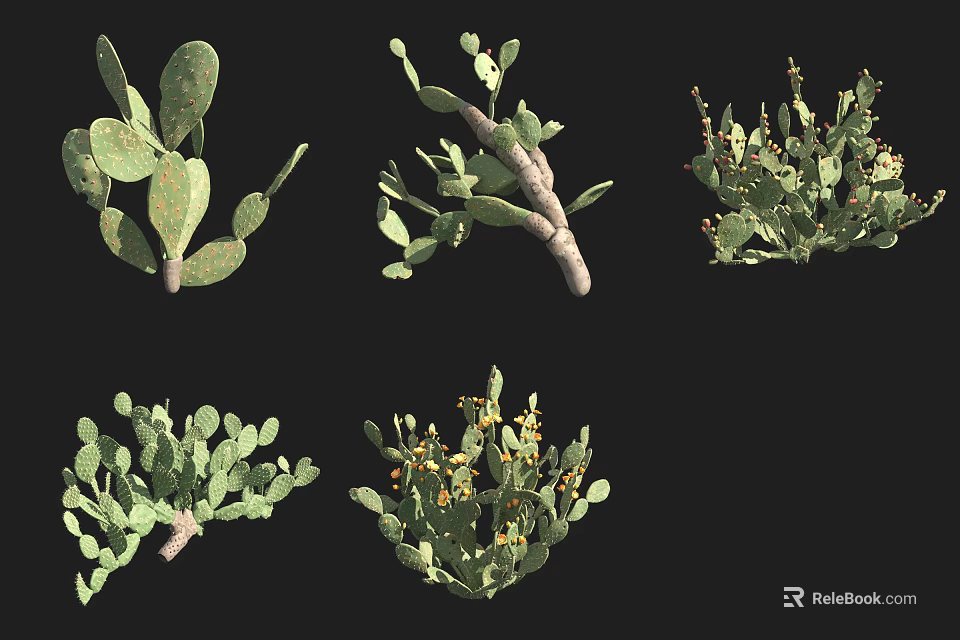 Succulent Plants In Various Forms With Different Leaf Structures And Branching Patterns 3d model