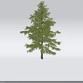 Evergreen Cedar Arbor With Dense Green Foliage And Straight Trunk In Natural Scene