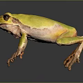 Vibrant Yellow Frog With Pink Legs Standing On Dark Reflective Surface