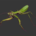 Vibrant Green Praying Mantis Flying Insect with Large Front Legs and Reflective Body Surface