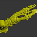 Medical Device Human Foot Skeleton Anatomical Model with Detailed Bone Structure for Educational Use
