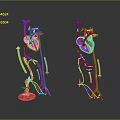 Colorful 3D Heart Organ Model With Hair Like Blood Vessels And Skeleton Parts