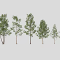 Diverse Arbor Trees With Various Sizes And Lush Green Foliage For Landscape Design 3d model