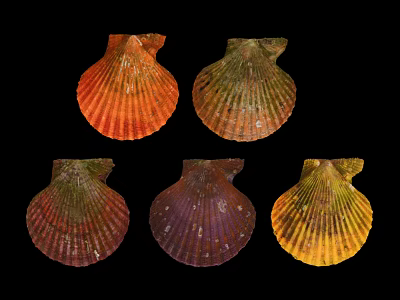 Modern Shell Shell Bag 3d model Modern Shell Shell Bag 3d model