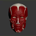 Human Head Muscle Anatomical Model With Detailed Red And White Structure 3d model