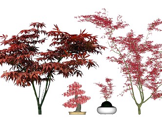 Modern Tree Landscape Tree Red Maple Acer Color Leaf Tree Bonsai 3d model