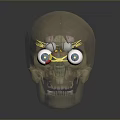 Transparent Skull Anatomical Model For Medical Training And Eye Surgery Simulation