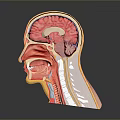 Detailed Human Head Anatomy Model Showing Brain Nasal And Throat Structures