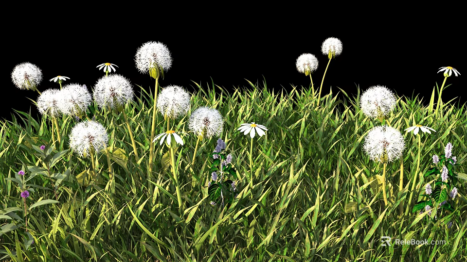 Green Grass Field With White Dandelions And Daisies Against Black Background 3d model 