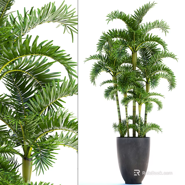 Green Potted Plant with Feathery Leaves and Multiple Stems in Black Pot 3d model 