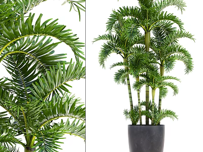 Green Potted Plant with Feathery Leaves and Multiple Stems in Black Pot 3d model