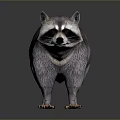 Detailed Raccoon With Gray Fur Striped Tail And Black White Face On Reflective Surface