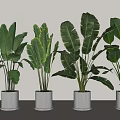 Potted Plants with Large Green Leaves in White Pots Modern Indoor